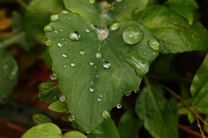 Cum să optimizezi absorbția nutrienților prin frunze: sfaturi și recomandări