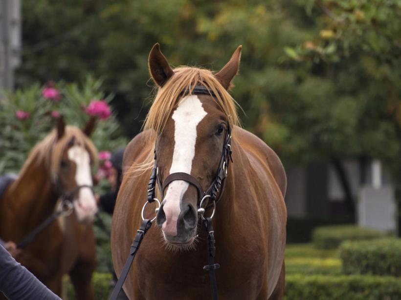 Aceste animale miros frica oamenilor