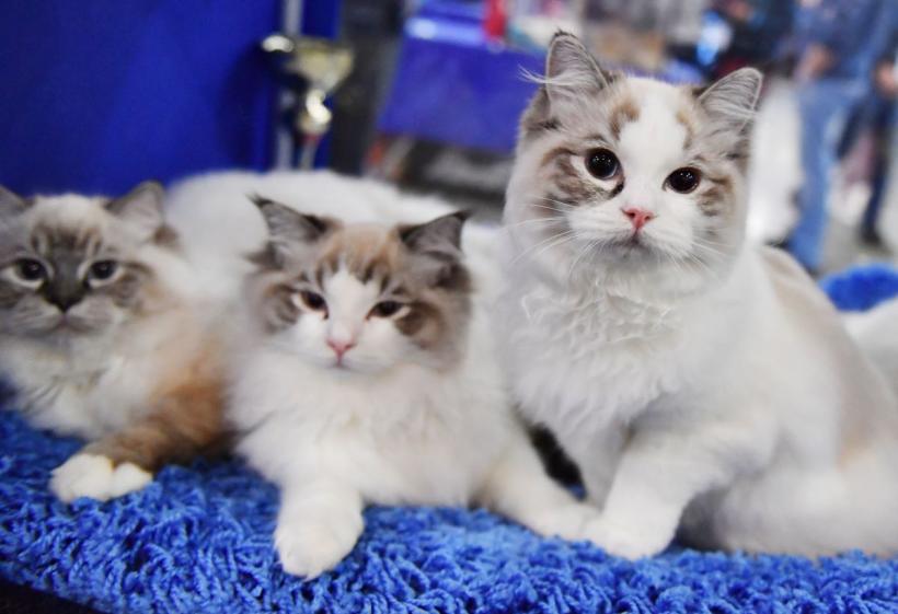 7 cele mai liniștite rase de pisici, potrivite pentru persoanele care preferă momentele senine și calme