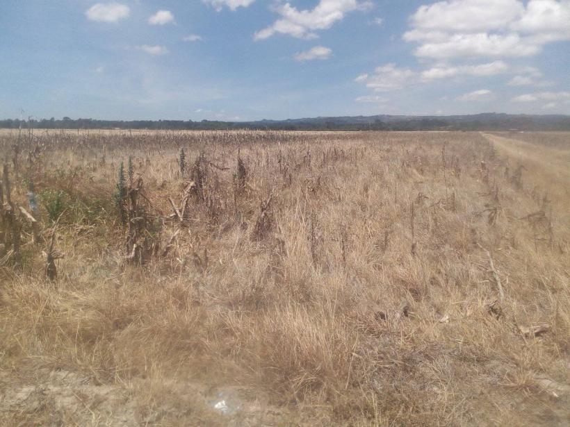 Drama în trei acte produsă de acordul UE-Mercosur: Moartea agriculturii europene. Câmpuri goale, rafturi pline cu alimente-mutant americane