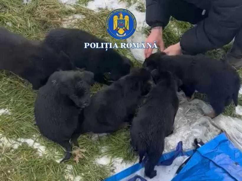 Femeia care a pus șase căței într-un sac și i-a aruncat la gunoi, cercetată