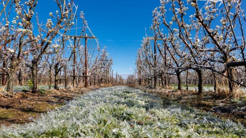 Sprijin financiar de urgenţă pentru pomicultori după îngheţurile din primăvara anului 2025