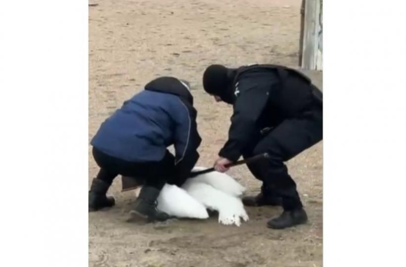 Jandarmii din Constanța salvează o lebădă rănită pe plaja Faleză Nord