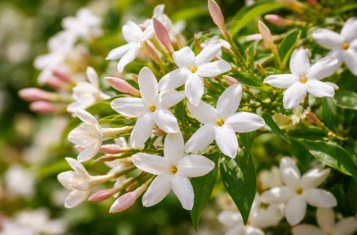 Tipuri de iasomie: principalele specii și diferențele dintre ele