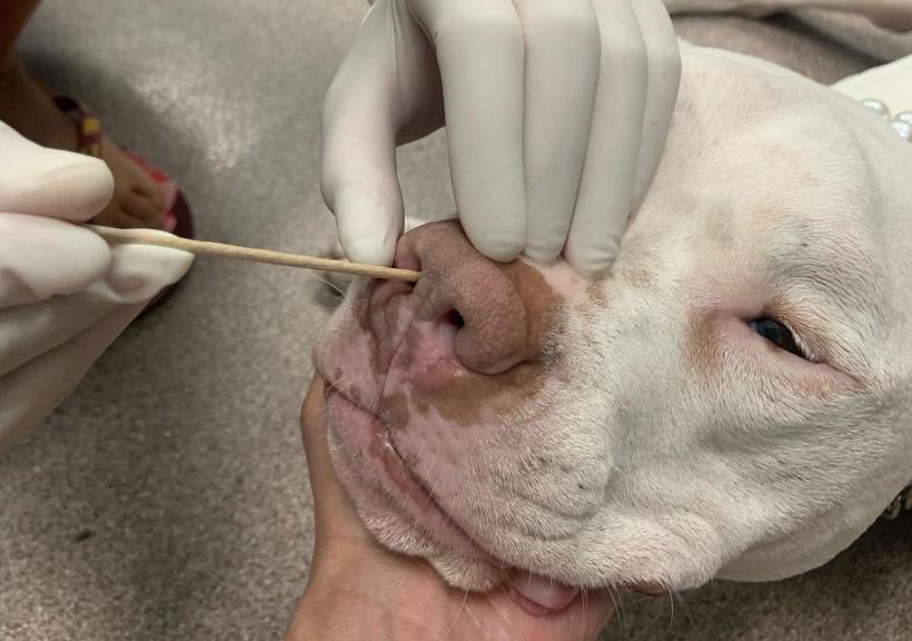 Două virusuri ignorate pot provoca epidemii sau pandemii  18992304