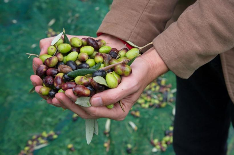 Măsline verzi sau negre? Ce trebuie să știi înainte să le alegi