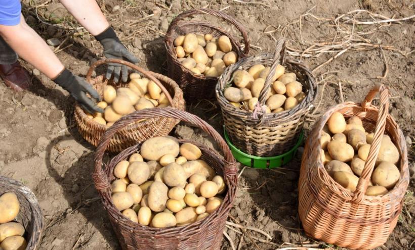 Decizia inedită a fermierilor germani. Recolta record de cartofi îi determină pe agricultori să-i ofere gratuit locuitorilor din Berlin