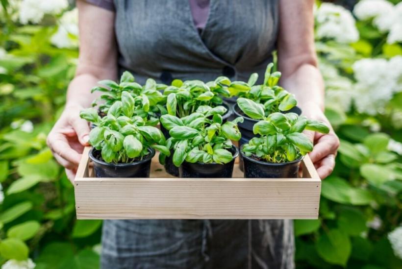 Înțelesurile pierdute ale expresiei „a se da în stambă” 18993123