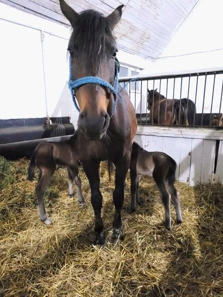 Miracol într-o herghelie din România: S-au născut două mânze gemene 18993262