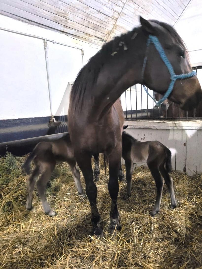 Miracol într-o herghelie din România: S-au născut două mânze gemene 18993263