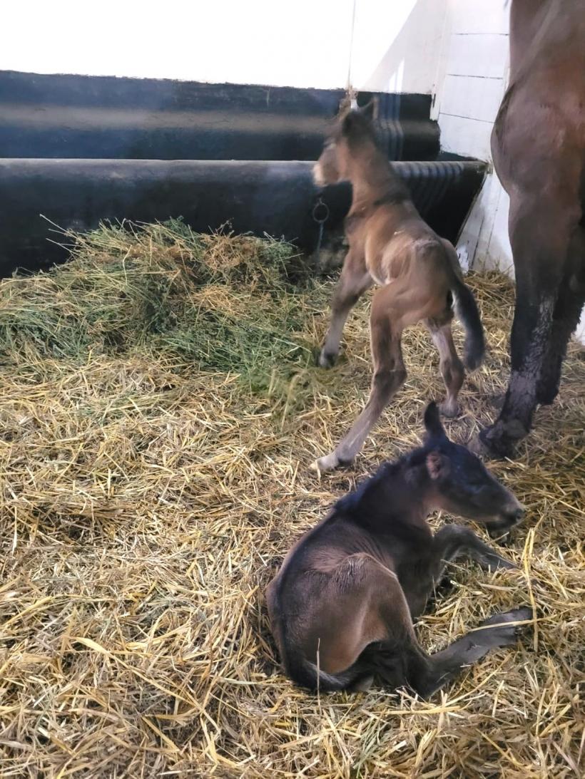 Miracol într-o herghelie din România: S-au născut două mânze gemene