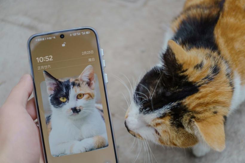 Îți plac fotografiile cu pisici? Ești mereu distras? Probabil că ești destul de bun la concentrare: 9 mituri despre atenție