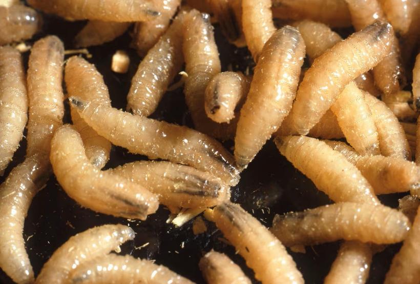 Un vierme periculos mănâncă carne vie. Texas a declarat stare de dezastru