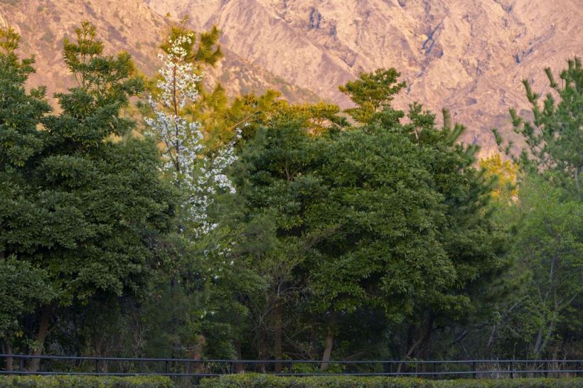 O nouă buburuză a fost descoperită într-un campus universitar din Japonia