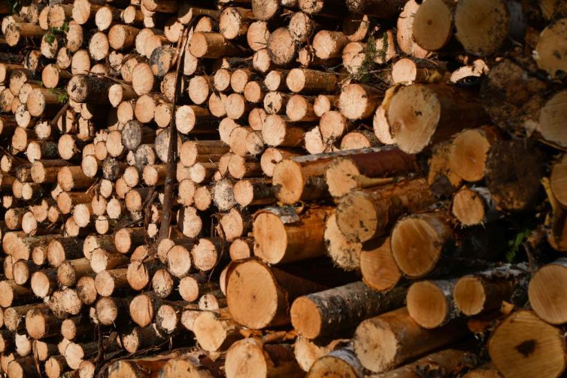 Tăieri ilegale de arbori într-o arie protejată din Brașov. Amenzi de 30.000 de lei și dosar penal 18993945