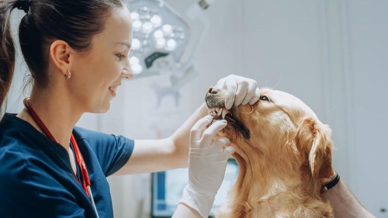 Top 5 semne că animalul tău de companie are nevoie de un consult stomatologic veterinar 