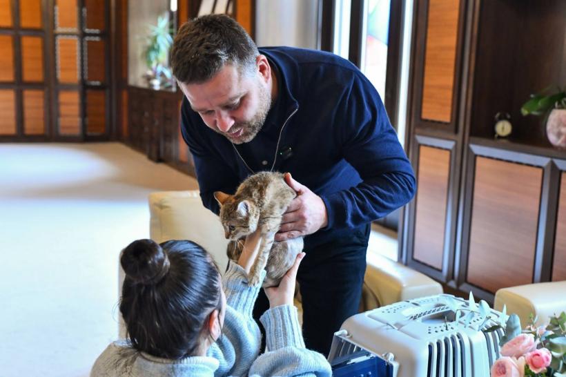 Ciprian Ciucu va împărţi biroul de la Primăria Capitalei cu o pisică operată în urma unui accident 18994417