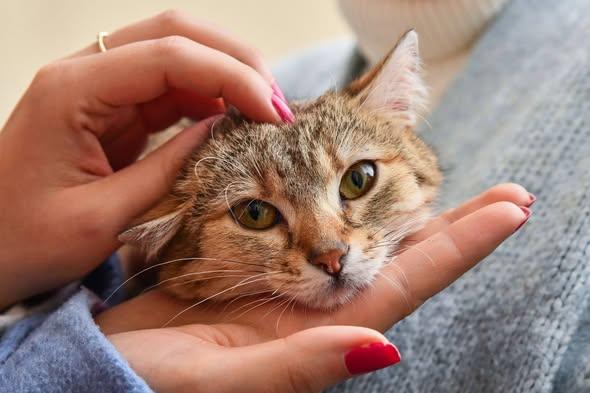 Ciprian Ciucu va împărţi biroul de la Primăria Capitalei cu o pisică operată în urma unui accident 18994419