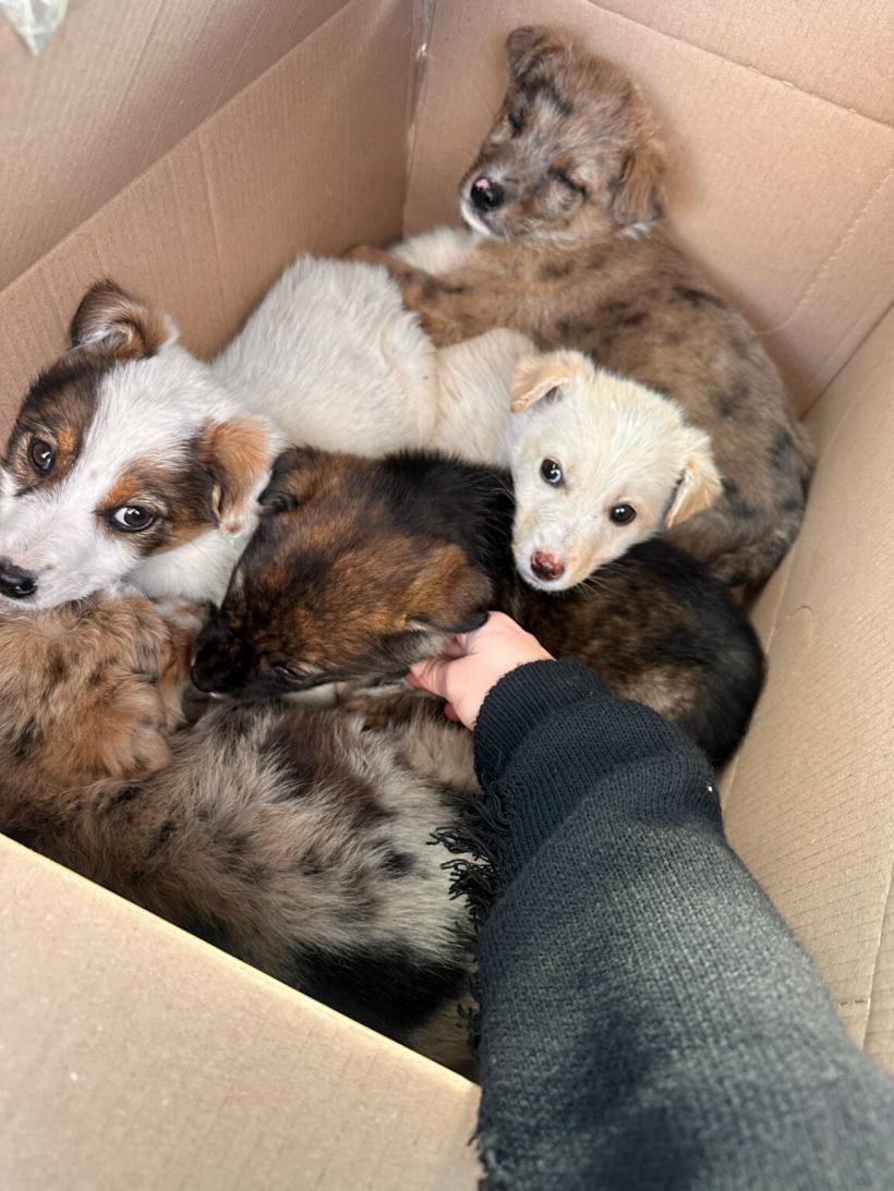 Amendă de 12.000 de lei pentru o femeie care a abandonat patru pui de câine