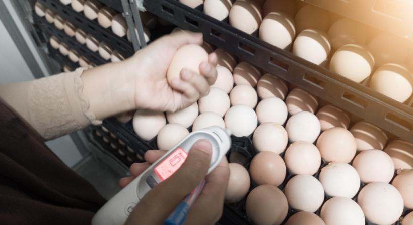 Cum sa controlezi temperatura și umiditatea în incubator pentru o ecloziune reușită? 