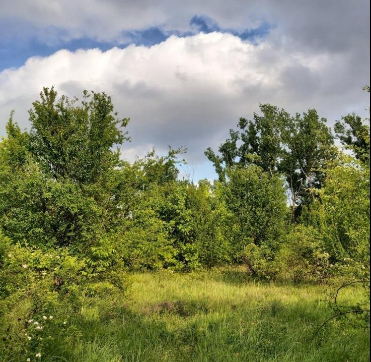 Declararea zonei Serele Militari pădure urbană: 10 ani de luptă cu autoritățile, două hotărâri de consiliu local și nimic rezolvat în teren 18994409