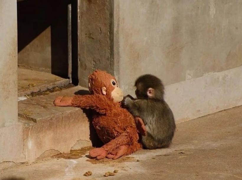 Un pui de maimuţă abandonat de mamă şi-a găsit alinarea într-o jucărie de pluş