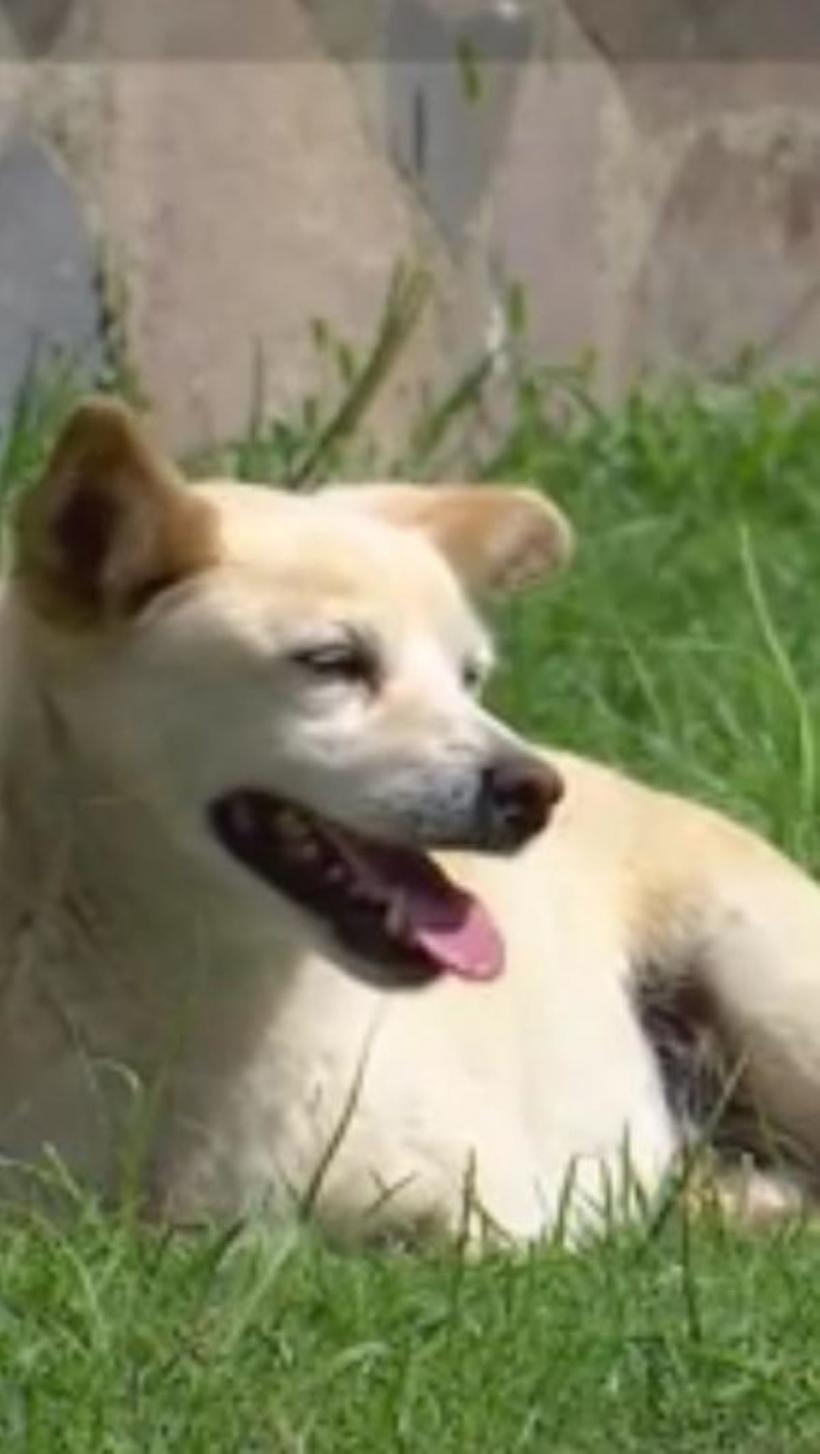 Un deputat propune înființarea unei comisii privind „centrele de exterminare” a animalelor