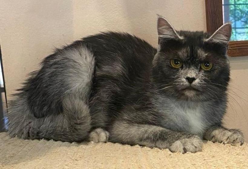 Prima felină românească cucerește lumea: Trăsăturile unice ale pisicii transilvane