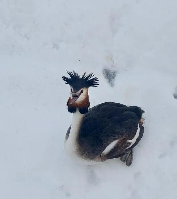 Pasăre dintr-o specie protejată, salvată de un polițist local pe Șoseaua Olteniței din Capitală 18996198