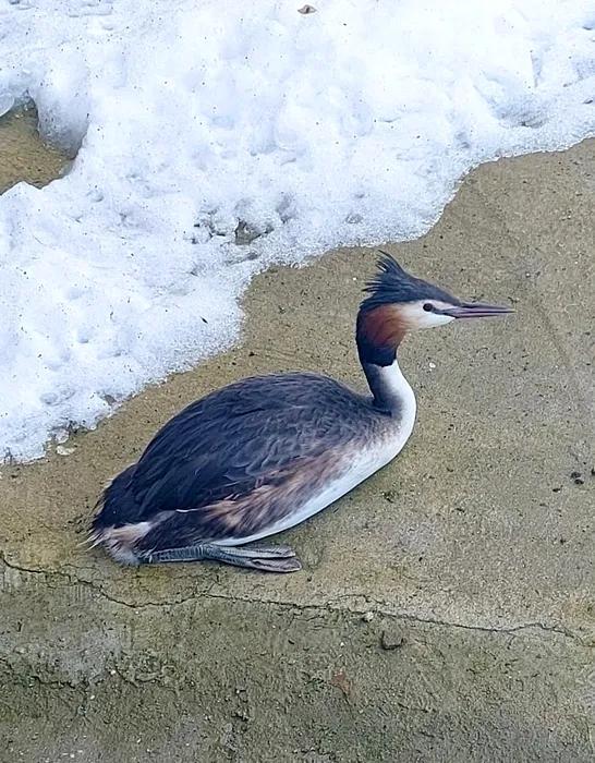 Pasăre dintr-o specie protejată, salvată de un polițist local pe Șoseaua Olteniței din Capitală 18996199