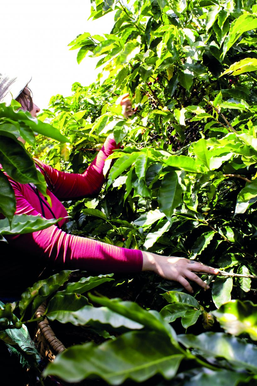 Costa Rica. Țara care își face cafeaua singură 18996577