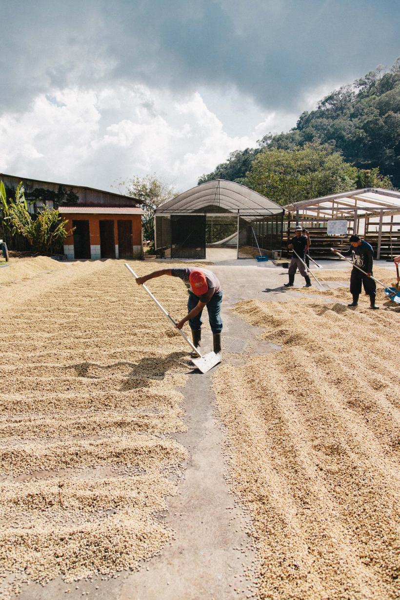 Costa Rica. Țara care își face cafeaua singură 18996584
