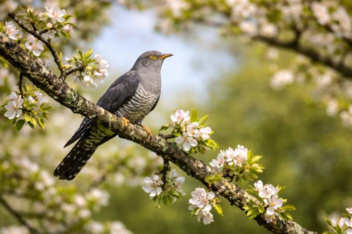 Vești bune de la ANM despre prima lună a primăverii. Cum va fi vremea în martie 18996676