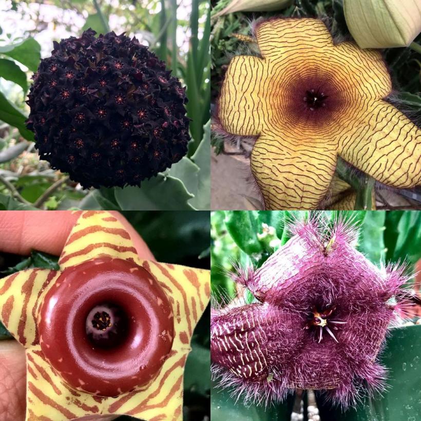 Între știință și spectacol: Australia devine centrul mondial al florilor cadavru