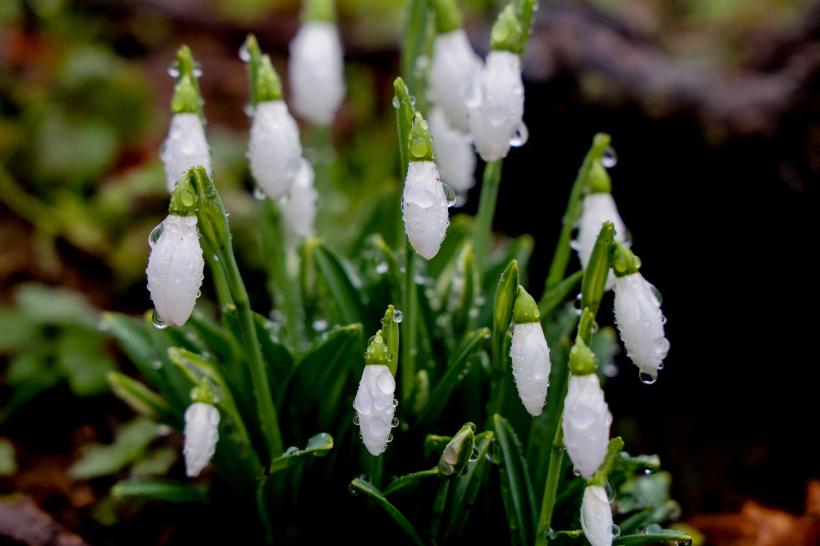 Ghioceii pot fi toxici și scumpi: Riscuri legale și medicale pentru români