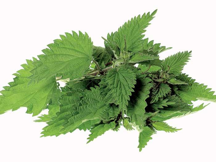 Primăvara în farfurie: Cum să prepari pesto de urzici cu nuci