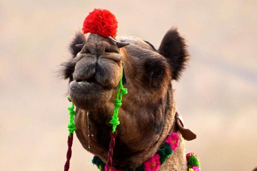 Cămile „operate estetic”, cocoașa perfectă și injecții cu Botox: zeci de animale au fost eliminate din concurs