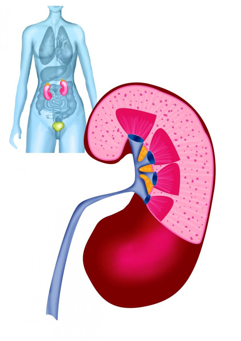 Dieta ideală pentru bolnavii de rinichi: alimente care protejează rinichii și încetinesc boala