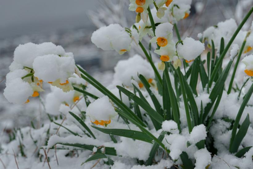 Iarna nu pleacă din România! Meteorologii anunță ninsori și temperaturi negative în a doua parte a lunii martie