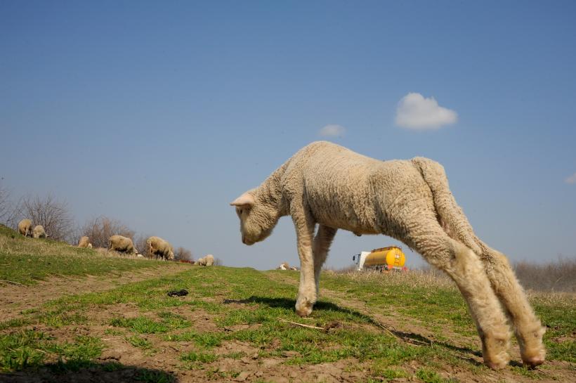 Paște 2026: Carnea de miel devine un lux pentru români