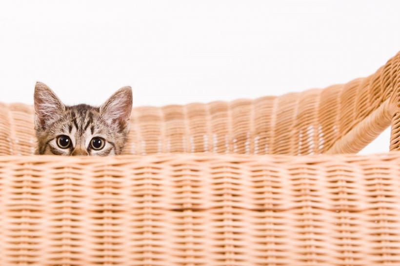 Personalitatea ascunsă a lunii tale de naștere: de ce martie, iulie, septembrie și octombrie sunt atât de diferite