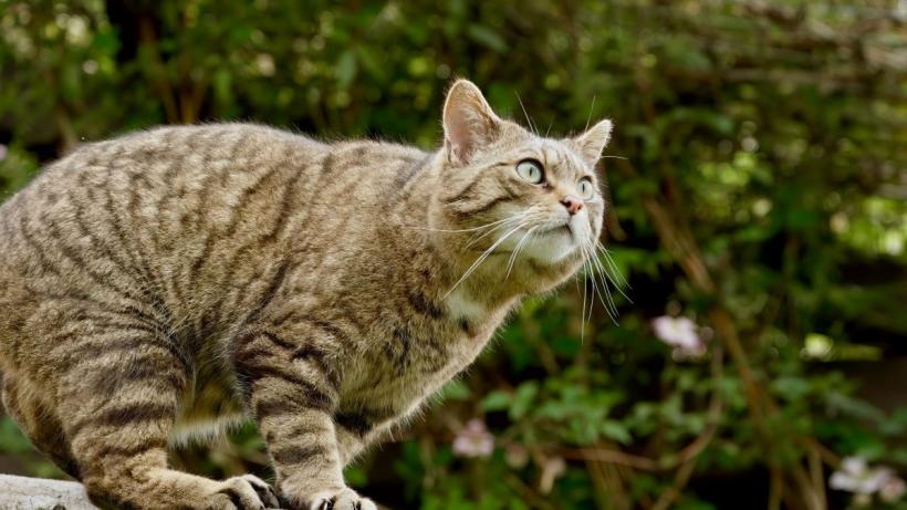 Misterul care i-a intrigat pe oameni de secole: Cum reușesc pisicile să cadă în picioare?