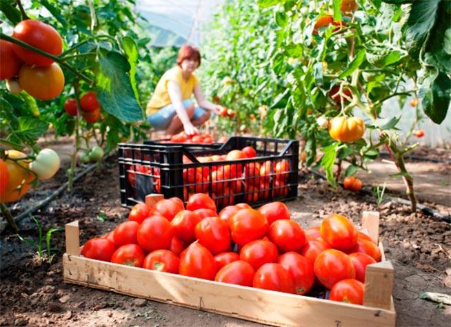 Noua platformă UE: Sprijin oficial pentru femeile care lucrează în agricultură