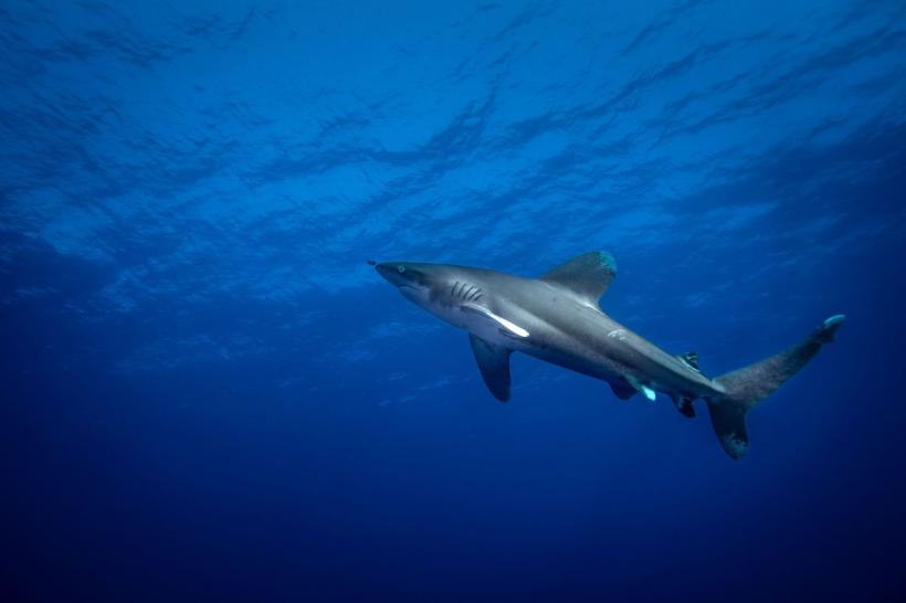 Pui de rechin alb, prins de pescari în Marea Mediterană