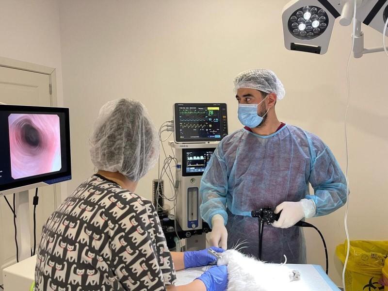 Beneficiile endoscopiei veterinare: o alternativă minim invazivă la intervențiile chirurgicale