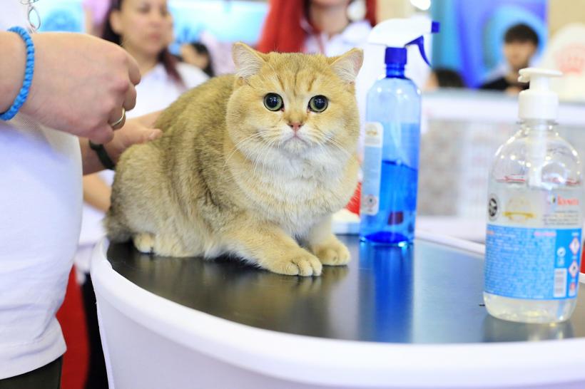 Începe SofistiCAT: Pisicile, vedetele Oscarurilor feline de la București