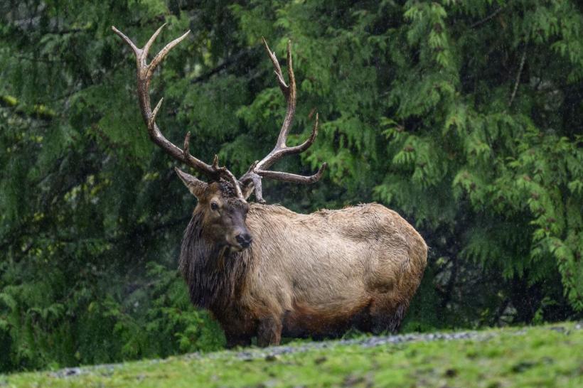 Surpriză în pădurile Hunedoarei: Reapariția unei specii dispărute de două secole 