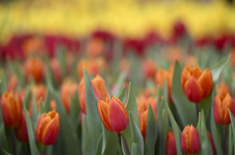 Horoscop primăvară 2026: eclipsa care schimbă destinele tuturor zodiilor. Dragoste, bani și decizii karmice