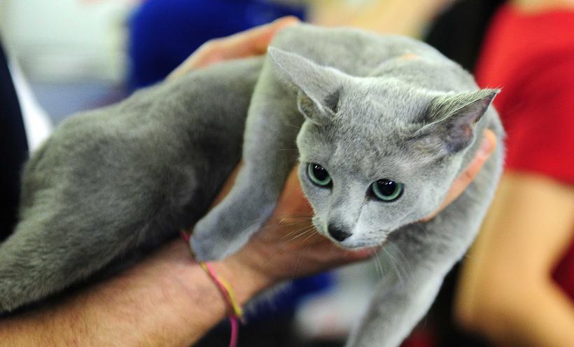 „Oscaruri pisici” la București: Salvată de pe stradă devine campioană! 18999931