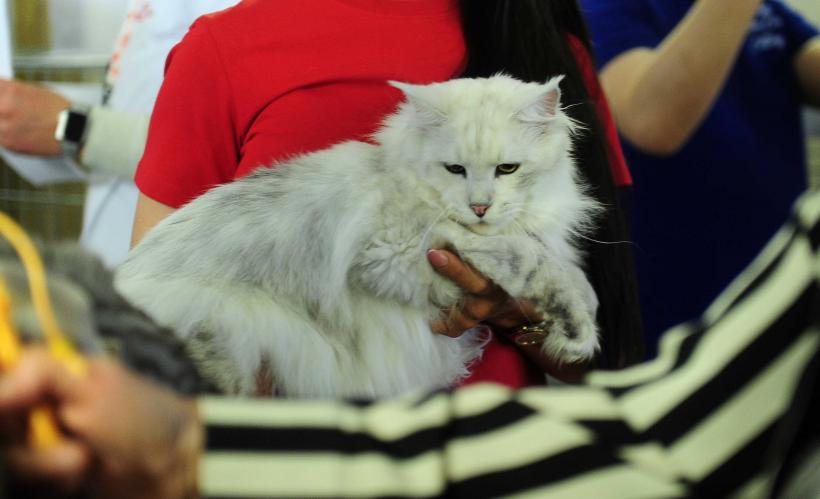 „Oscaruri pisici” la București: Salvată de pe stradă devine campioană! 18999932